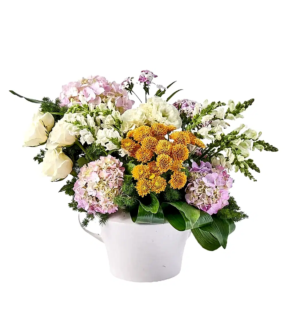 Premium Ortanca Design