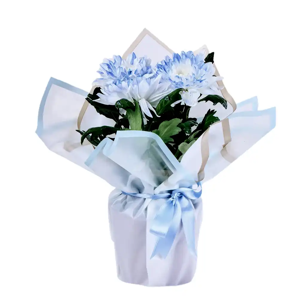 Saksıda Blue Kasımpatı 