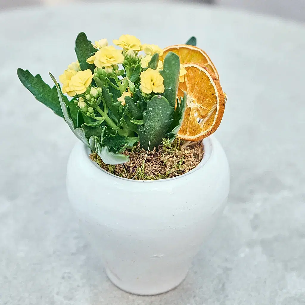 Vazoda Sarı Kalanchoe