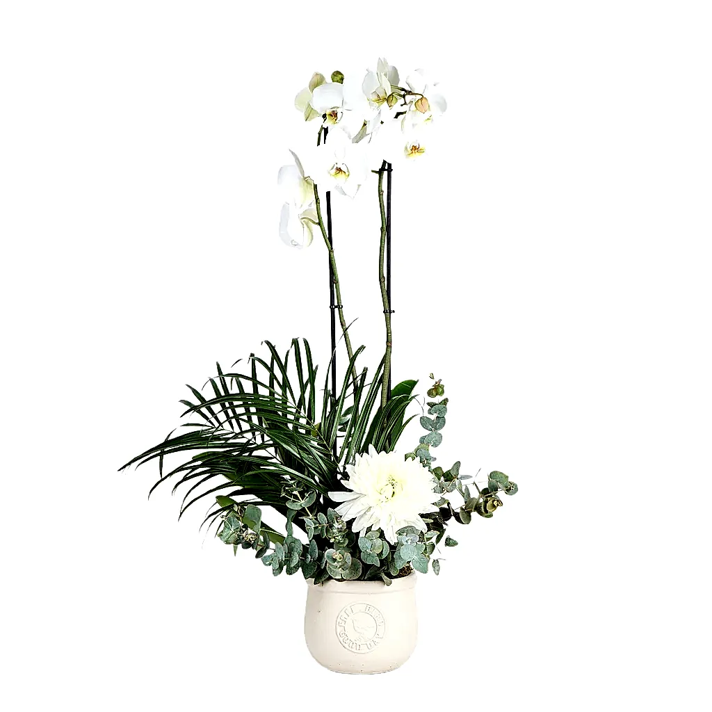 Double Sweet White Orkide