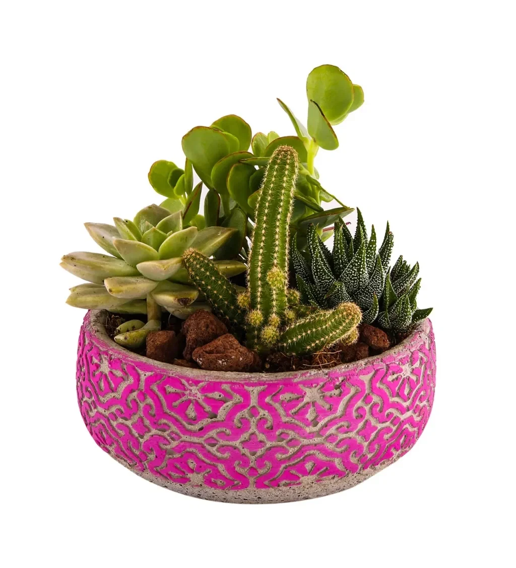 Pure Timeless Garden