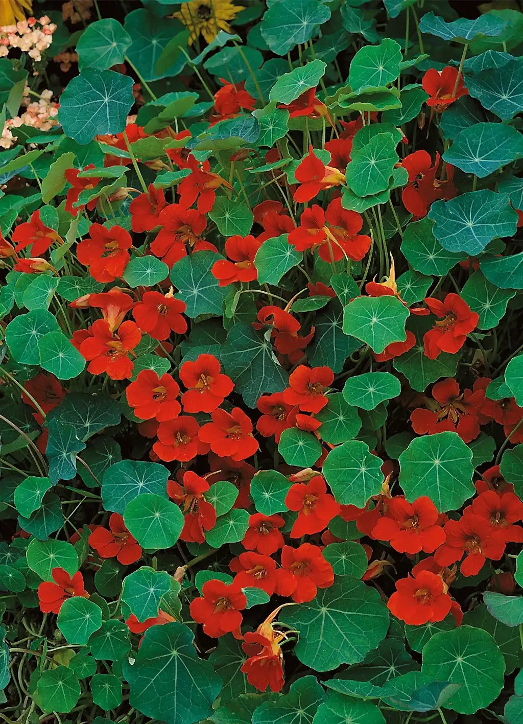 Çiçekler Hakkında Bilinmeyen İlginç Bilgiler 