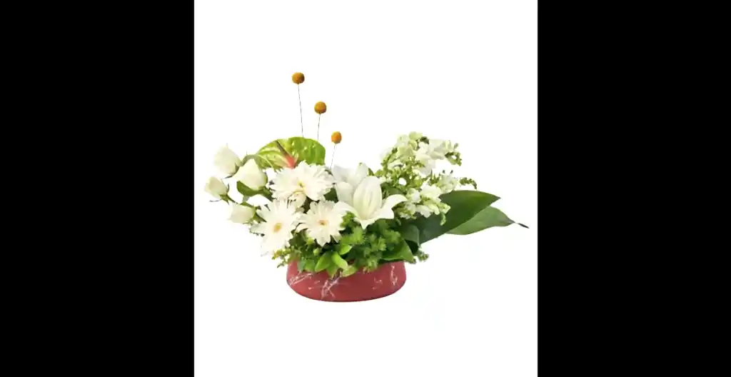 White Magic Arrangement