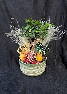 Yayvan Seramik  Saksıda Özel Bonzai