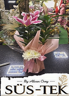 Saksıda Lilyum Çiçeği