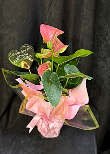 Pembe Antoryum Çiçeği