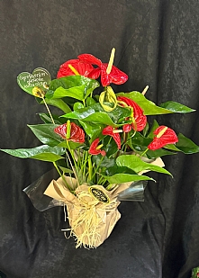 Antoryum Çiçegi Büyük Boy 